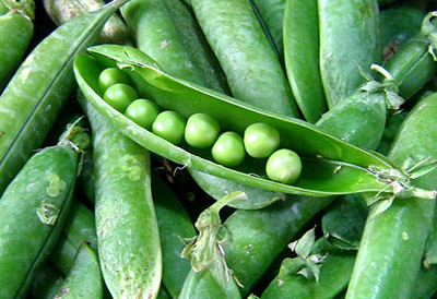 pleco eat green peas