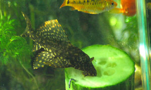 what to feed pleco fish