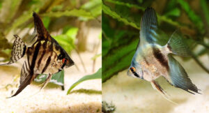 male vs female angelfish