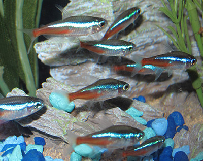 neon tetra live with turtles